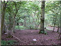 Patch of woodland