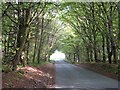 Avenue of trees