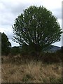 NJ4902 : Tree growing on former heather moorland by Stanley Howe