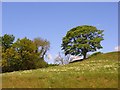 Pasture near West Hall