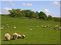 Pastures at Desoglin