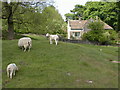 Lambs and a Cottage