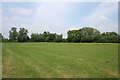 Pasture near Hollin Green