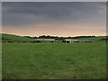 The cows are lying down, near Ashgrove/ Stevenston Loch