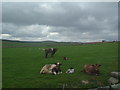 Cattle at Skiall