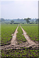 Tracks across brassica crop