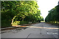 Tree lined drive