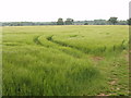 Barley by Dorney Wood