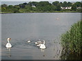 Swans & cygnets on Swanpool