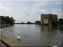 TL3171 : The River Great Ouse by Paul Beaman