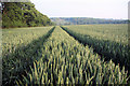 Tramlines in the wheat