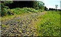 Track, Tardree forest (2)