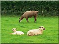 Sheep and llama, Roves Farm, Sevenhampton