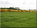 Gorse hedge near Brownhill