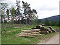 Forestry near Enochdhu