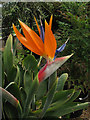 Bird of Paradise Flower (Strelitzia reginae)