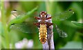 Broad Bodied Chaser (Libullela depressa) , Mill Dene Gardens, Blockley