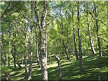 NN6557 : Birchwoods below Meall Dearg by Richard Webb