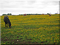 Buttercup field.