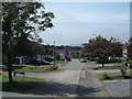 A downhill view of another area of Brookweed