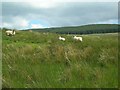 Sheep On The Hill