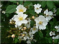 Wild roses, Rosa acicularis, Farncombe