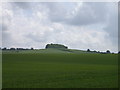 Wheat field with view of Down Plantation