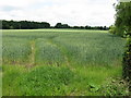 Wheat field at Blackmore End