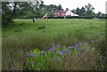 Irises and common land