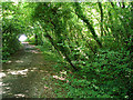 Bridleway at Wootton Common