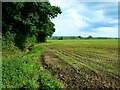 New crop, south of Wilcot