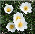 NC3768 : Mountain Avens (Dryas octopetala) by Anne Burgess