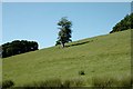 Single Tree on Hillside