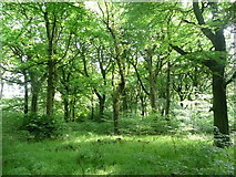 SE1427 : Low Wood, North Bierley by Humphrey Bolton