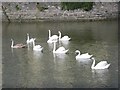 S6112 : Swans at the Scotch Quay by Paul O'Farrell