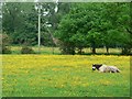 Field with a well clothed horse, Horsforth