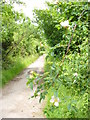 Lane to Old Cogan Hall Farm