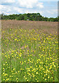 Waist high in buttercups, Pengethley