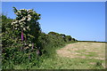 Grass field after a silage cut