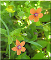 Scarlet Pimpernel by a woodland track