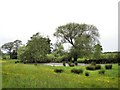 Meadow and pond near Painters Green