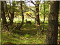 Young deer in woods