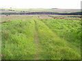 Bridleway,Hamsterley Forest