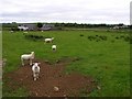 Carnroe Townland