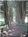 Avenue of trees in Penryn Glebe Cemetery