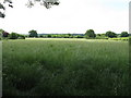 Grassland near The Boynes