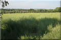 Path through a rape field