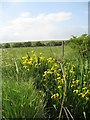 Yellow flag irises on Butley Marshes