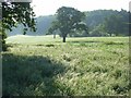 Long grass, Ascot