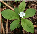 Chickweed Wintergreen (Trientalis europaea)